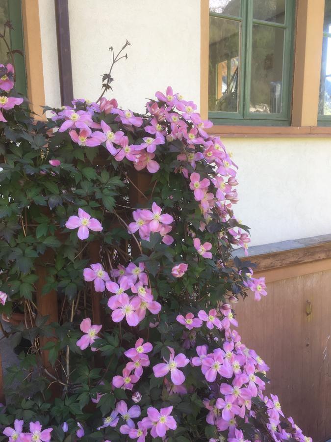 L'Aria Di Casa Bed and Breakfast Alagna Exteriör bild
